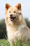 CHIEN FINNOIS DE LAPONIE 671
